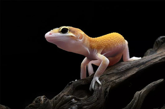 🦎 How to Care for a Pet Leopard Gecko: A Beginner’s Guide