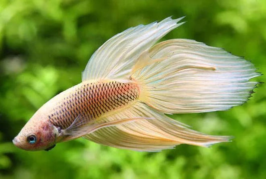 🐟 Do Fish Sleep?