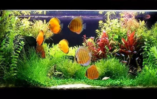 Aquarium Lighting Schedule: How Many Hours Should You Keep Your Aquarium Light On?
