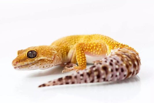 Causes and solutions for the lightening of the color of the Leopard Geckos culture