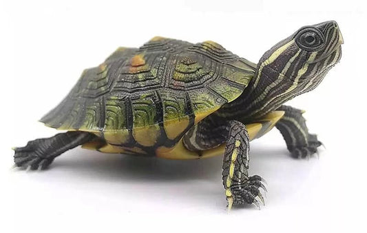 Common Causes of Individual Fear Encountered in Turtle Farming