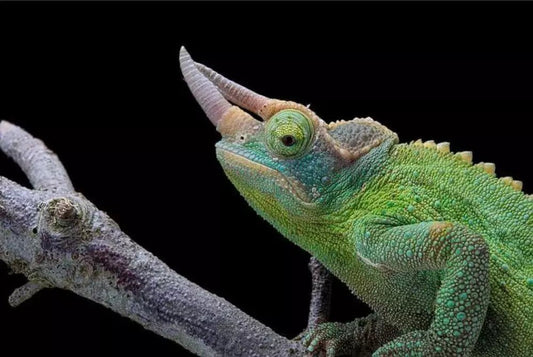 Ferguson Zones in Reptile Pet Husbandry