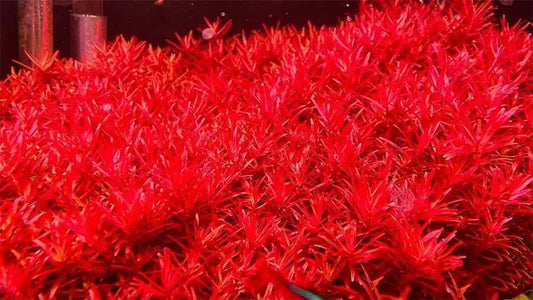 How to Make Red Colored Aquatic Plants Grow Better