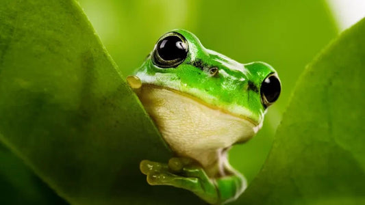 🐸 Pet Frog Care Guide: Tips for Housing, Feeding, and General Care