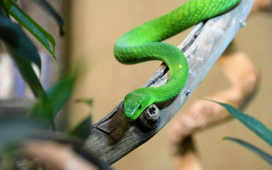 🐍 How to Care for a Pet Snake: Beginner-Friendly Snake Care Guide