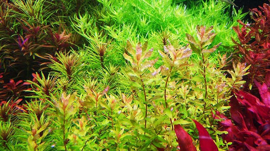 The Ultimate Guide to Aquatic Plant Care: Keep Your Aquascape Thriving