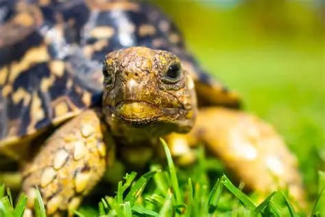 Leopard Tortoise: Characteristics and Care