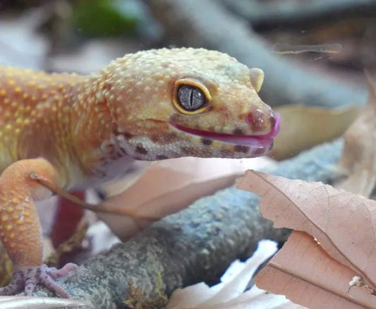Do Leopard Geckos Need UVB?