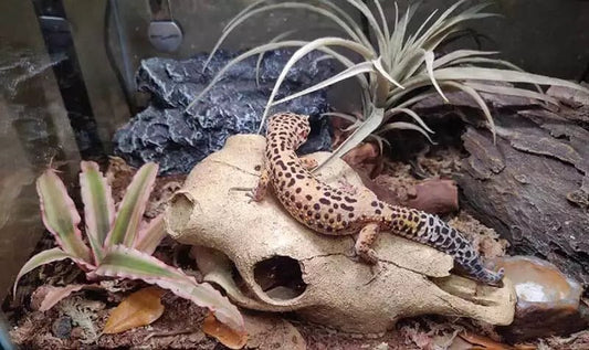 The right choice of Geckos aquaculture tank and scene building