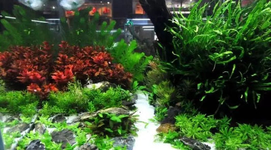 Best Lighting Solution for Freshwater Tank and Planted Aquarium