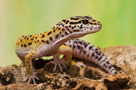 Gecko Tail Loss Explained: Causes, Care, and Prevention