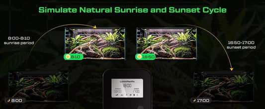 🌅 Bring Nature Indoors: Experience the 10-Minute Sunrise & Sunset Cycle