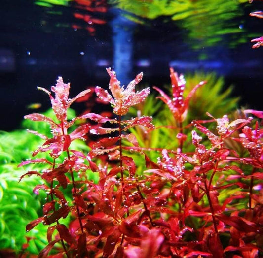 How Cool Is Your Aquarium? Share Your Lighting Setup!