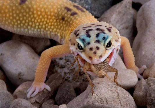 Basic Need Of Feeding Hundred Geckos photo