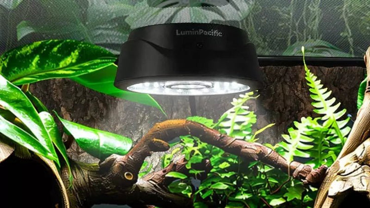 Reptile Lights