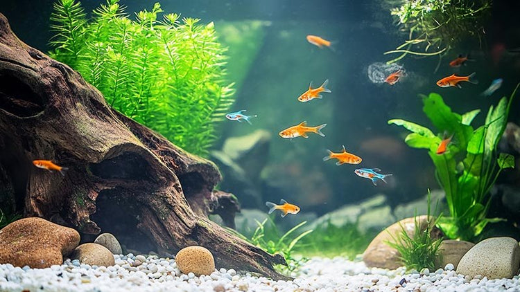 Aquarium Lights