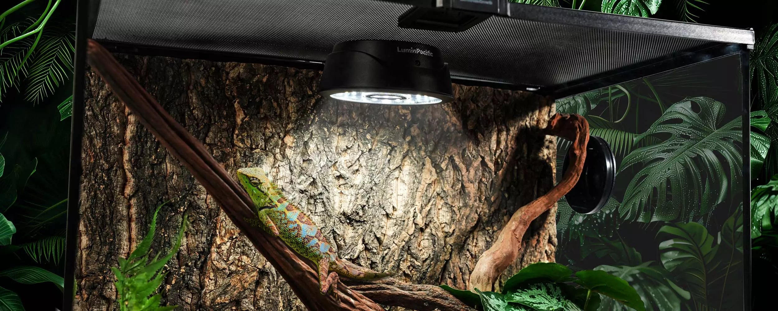 Bearded dragon basking under LuminPacific UVB reptile light in a terrarium setup